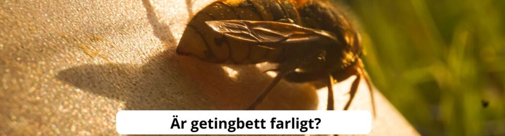 Är getingbett farligt
