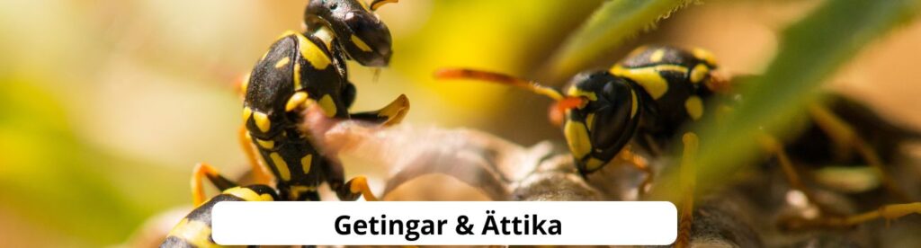 Getingar och ättika