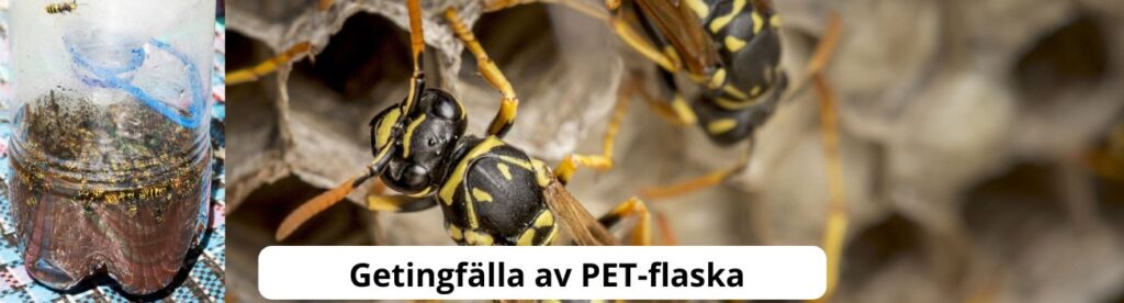 Flaska och getingar samt texten "Getingfälla av PET-flaska"
